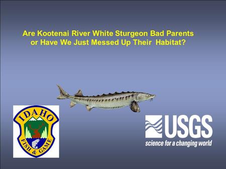 Are Kootenai River White Sturgeon Bad Parents or Have We Just Messed Up Their Habitat?