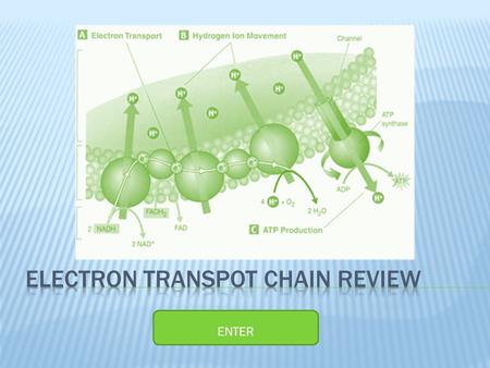 ENTER  This module will help you review the Electron Transport Chain (ETC) introduced in your Metabolism I course.  To review the material click on.