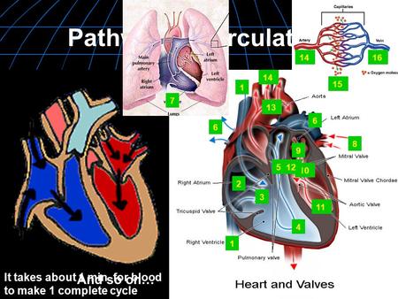 Pathway of Circulation