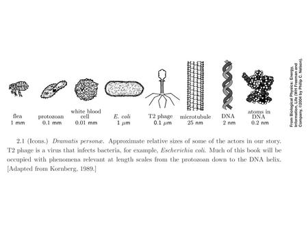 ©1993. Used by permission of Springer-Verlag. 1. Cells are fundamental units of life 2. Cells use chemical or solar energy to function and reproduce 3.