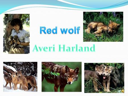 Red wolf Averi Harland.