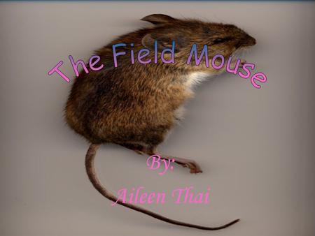 By: Aileen Thai. The Field Mouse is a cousin to the rat and the two share certain attributes. The Field Mouse and the rat have similar colored fur. Their.