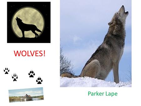 WOLVES! Parker Lape. Animal Defenses Wolves use their claws,whiskers, sharp teeth and they growl. Their enemies are lions and cobras. People also use.