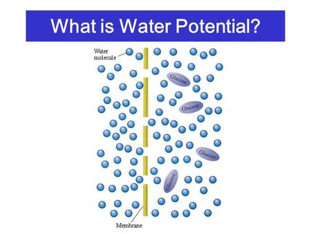 What is Water Potential?