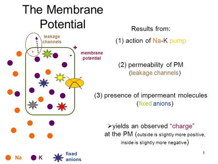 The Membrane Potential