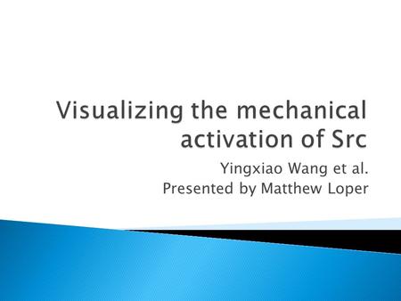 Yingxiao Wang et al. Presented by Matthew Loper.  Investigate cellular response to mechanical stimuli ◦ How mechanical stimuli are transmitted into biochemical.