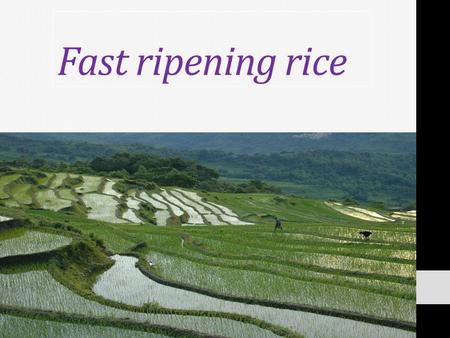 Fast ripening rice PICTURE. WHEN 1270 IN SONG DYNASTY.