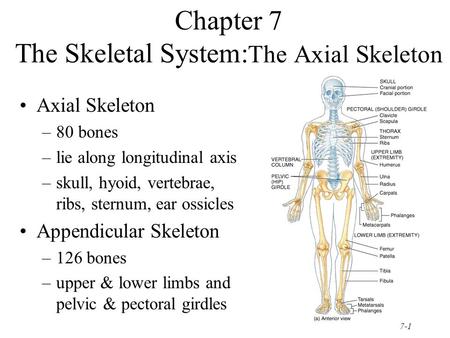 Chapter 7 The Skeletal System:The Axial Skeleton