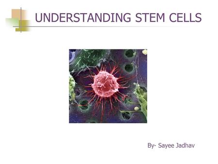 UNDERSTANDING STEM CELLS By- Sayee Jadhav. Presentation Overview 2 1.What are stem cells? 2.What makes a cell a stem cell? 3.Types of stem cells 4.Stem.