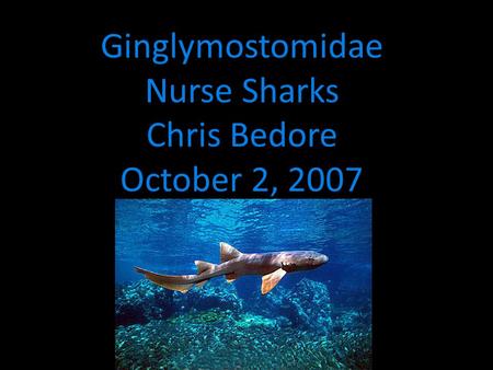 Ginglymostomidae Nurse Sharks Chris Bedore October 2, 2007.