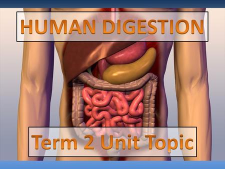 1. To know what the digestive system is. 2. To know what jobs all the organs do.