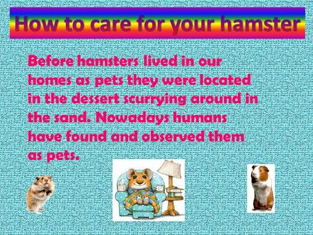 Before hamsters lived in our homes as pets they were located in the dessert scurrying around in the sand. Nowadays humans have found and observed them.