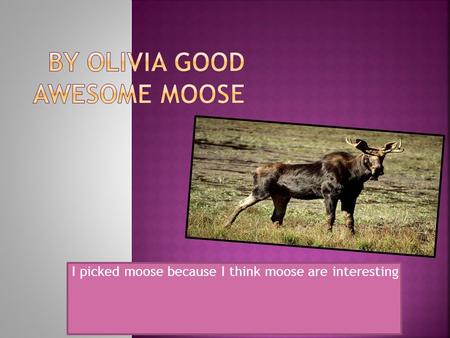 I picked moose because I think moose are interesting.