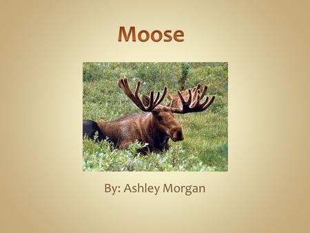 By: Ashley Morgan. An moose is the largest species of the deer family. In Europe they are more commonly known as Elk. Moose were successfully introduced.