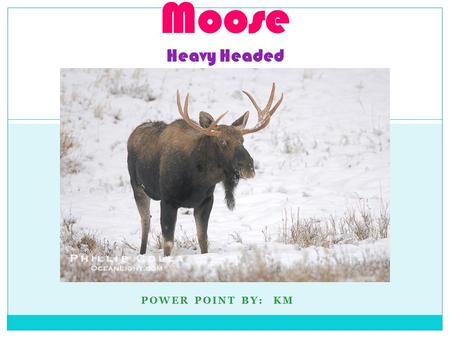 POWER POINT BY: KM Moose Heavy Headed. INTRODUCTION Scientific name of a moose is Alces alces Moose are mammals There are four different kinds of moose.