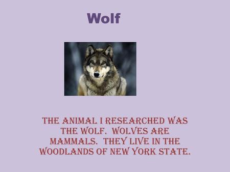 Wolf The animal I researched was the wolf. Wolves are mammals. They live in the woodlands of new york state.