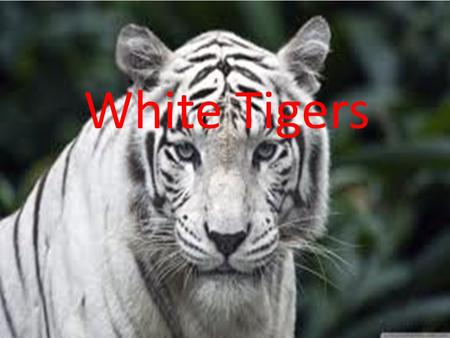 White Tigers. Habitat White tigers live in dense jungle’s and mangrove swamp’s located in the Indian subcontinent.