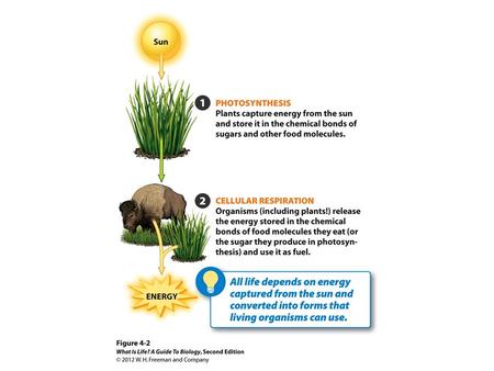 PHOTOSYNTHESIS WHY IS THIS IMPORTANT?