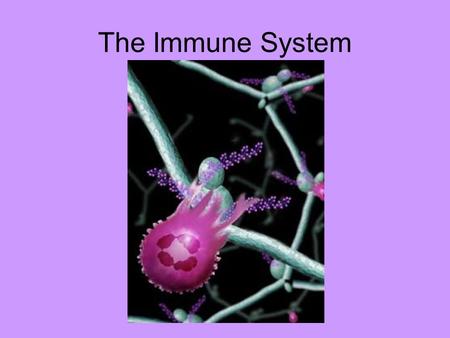 The Immune System.