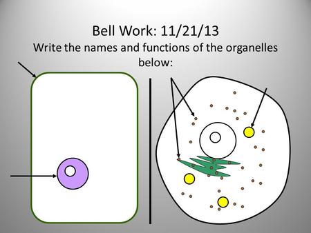 Bell Work: 11/21/13 Write the names and functions of the organelles below: