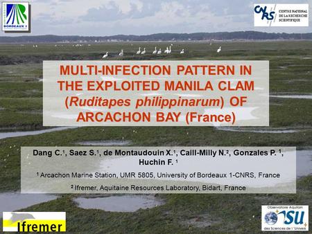 MULTI-INFECTION PATTERN IN THE EXPLOITED MANILA CLAM (Ruditapes philippinarum) OF ARCACHON BAY (France) Dang C. 1, Saez S. 1, de Montaudouin X. 1, Caill-Milly.