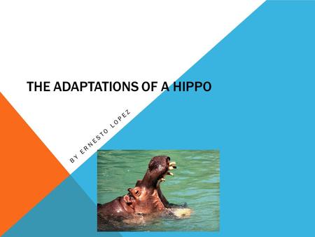 THE ADAPTATIONS OF A HIPPO BY ERNESTO LOPEZ. HOW A HIPPO SURVIVE THE WEATHER Hippos have sensitive skin that has red oil sweat that people think its blood.