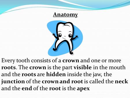 Anatomy Every tooth consists of a crown and one or more roots. The crown is the part visible in the mouth and the roots are hidden inside the jaw, the.