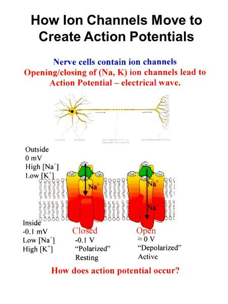 How Ion Channels Move to Create Action Potentials.