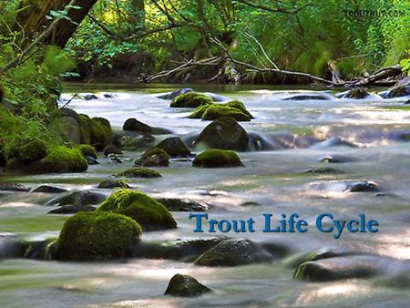 Trout Life Cycle. Egg The egg is the first step in the life cycle of the trout.