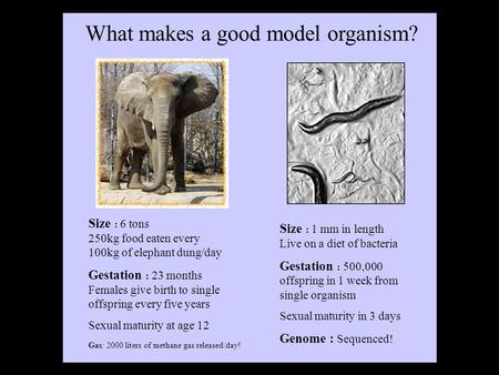 Gas: 2000 liters of methane gas released/day! Size : 6 tons 250kg food eaten every 100kg of elephant dung/day Gestation : 23 months Females give birth.