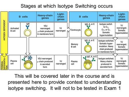 This will be covered later in the course and is presented here to provide context to understanding isotype switching. It will not to be tested in Exam.