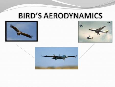 BIRD’S AERODYNAMICS.