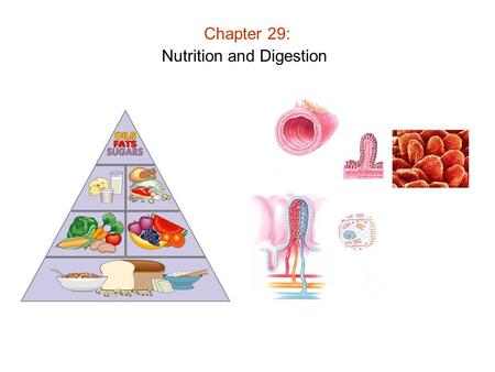 Nutrition and Digestion