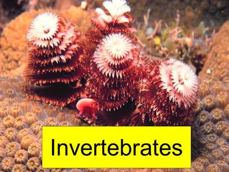 Invertebrates.  Animal Phylogeny (compacted)  Some Animal Phyla.