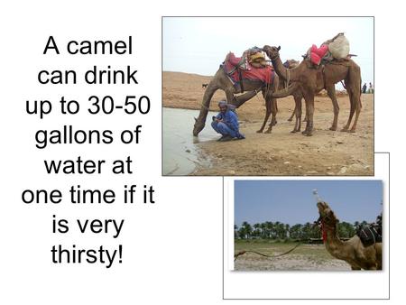 A camel can drink up to 30-50 gallons of water at one time if it is very thirsty!