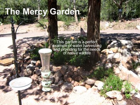 The Mercy Garden This garden is a perfect example of water harvesting and providing for the needs of native wildlife.