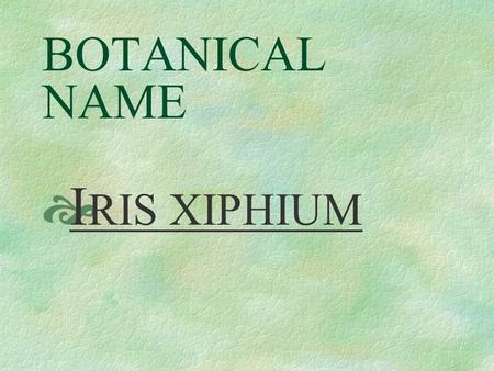 BOTANICAL NAME  I RIS XIPHIUM PRONUNCIATION  EYE - ris ZI - fee - um.