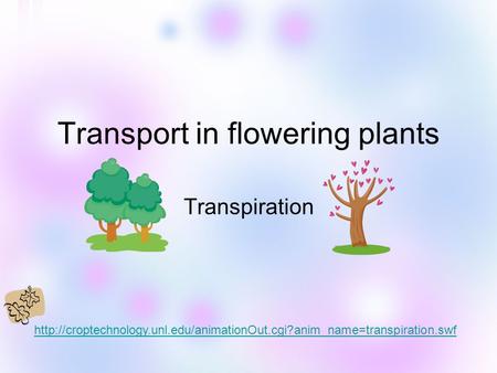 Transport in flowering plants