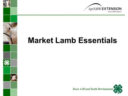 Market Lamb Essentials Texas 4-H and Youth Development.