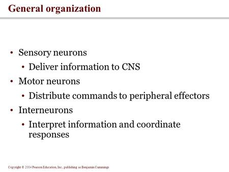 Copyright © 2004 Pearson Education, Inc., publishing as Benjamin Cummings Sensory neurons Deliver information to CNS Motor neurons Distribute commands.