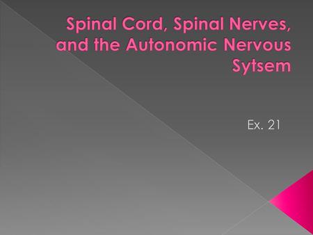 Cervical enlargement Lumbar enlargement Conus medullaris- the terminal end of the spinal cord Cauda equina - collection of spinal nerves transversing.