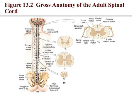 Figure 13.2 Gross Anatomy of the Adult Spinal Cord.