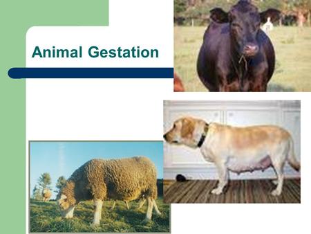 Animal Gestation Gestation-Unit 6 Frameworks Objectives 6.1 Define Terms 6.3 Describe female reproductive systems 6.3 Label reproductive parts Comparative.