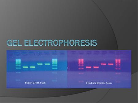 Gel Electrophoresis.