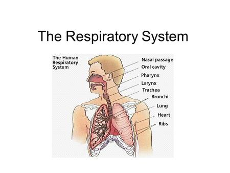 The Respiratory System