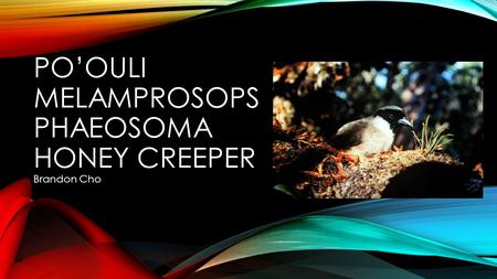 PO’OULI MELAMPROSOPS PHAEOSOMA HONEY CREEPER Brandon Cho.