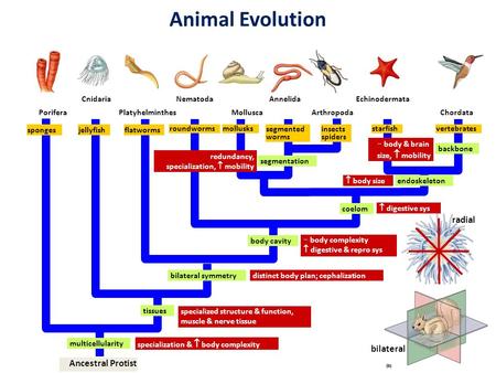 Animal Evolution Porifera Cnidaria Platyhelminthes spongesjellyfishflatworms roundworms Nematoda MolluscaArthropodaChordata AnnelidaEchinodermata mollusks.