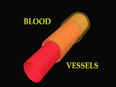 CELLULAR BIOLOGY OF BLOOD VESSELS The biology of the vascular wall is essential to understanding the pathophysiology of atherosclerosis, vasospasm, and.