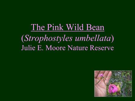 The Pink Wild Bean (Strophostyles umbellata) Julie E. Moore Nature Reserve.