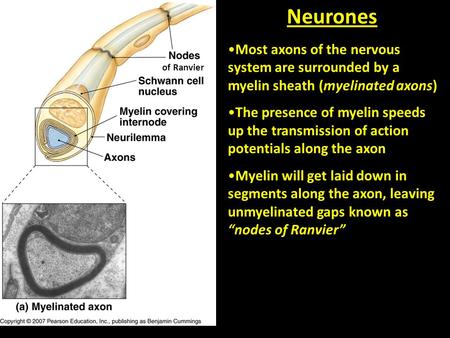 Most axons of the nervous system are surrounded by a myelin sheath (myelinated axons) The presence of myelin speeds up the transmission of action potentials.